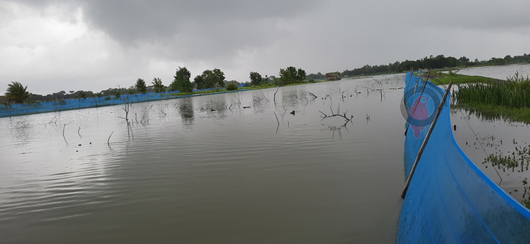 বৃষ্টি-জোয়ারে মোংলায় ডুবলো ১৯২০ চিংড়ির ঘের, কোটি টাকা ক্ষতি