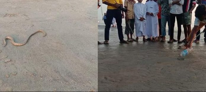 বিষধর উজ্জ্বল প্যারাবন সাপ, ঝাউবনে অবমুক্ত