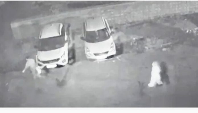 স্বামীকে ২২ টুকরো করে শহরে ‘ছেটালেন’ স্ত্রী