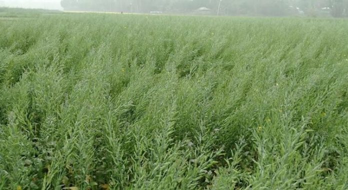 সাঘাটায় রবিশস্য আবাদে আগ্রহ বেড়েছে কৃষকের