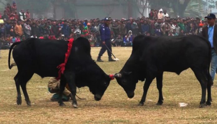 নড়াইলে ঐতিহ্যবাহী ষাঁড়ের লড়াই দেখতে মানুষের ঢল