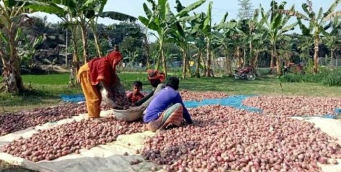 Screenshot_10-1.jpg দৌলতপুরে মুলকাটা পেঁয়াজের বাম্পার ফলন