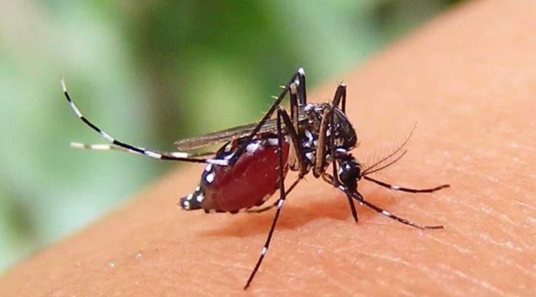 ডেঙ্গুতে এক দিনে সর্বোচ্চ নয়জনের মৃত্যু