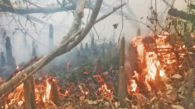 সুন্দরবনের কলমতেজী বনে আগুন, নিয়ন্ত্রণে ফায়ার লাইন কাটা ও পানি ছেঁটানোর কাজ চলছে